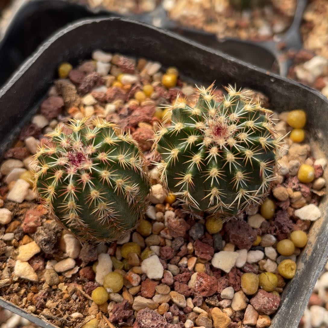 鹿角柱实生仙人球山地青花虾2个