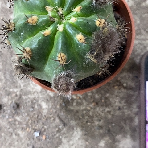 极光丽花，5公分左右