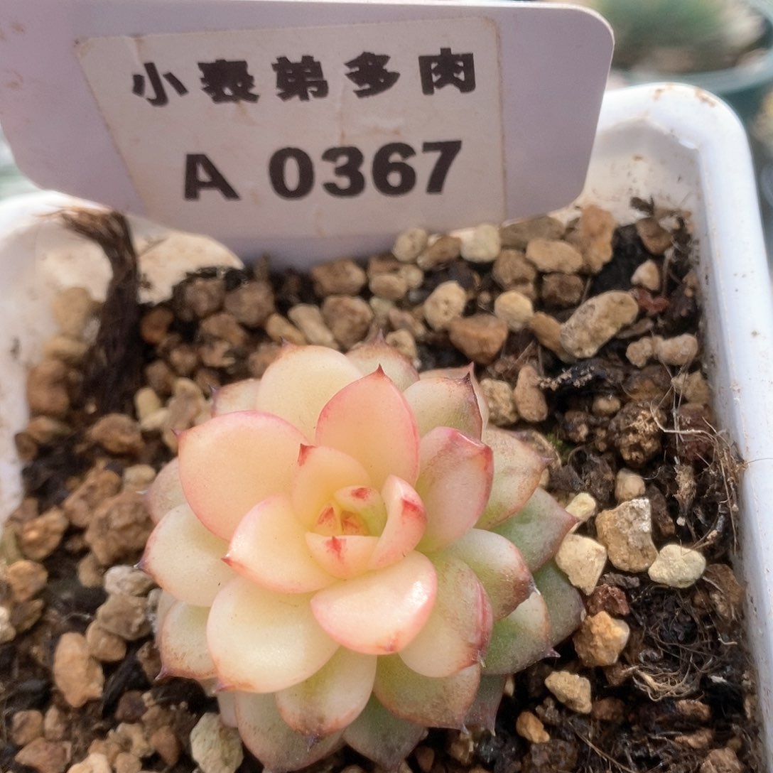 A367黑水晶锦锦锦锦锦锦