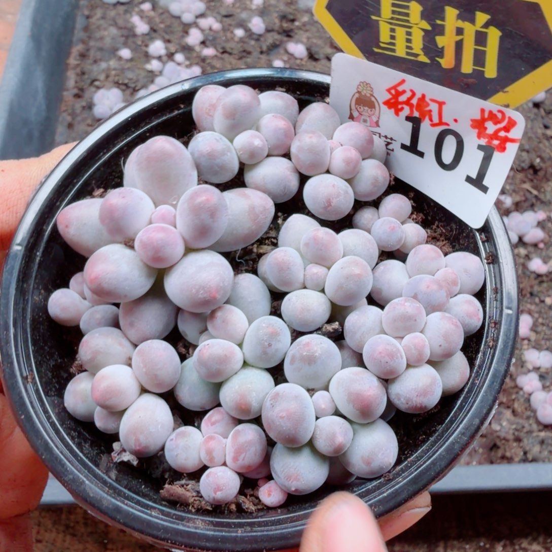 多肉植物多肉植物