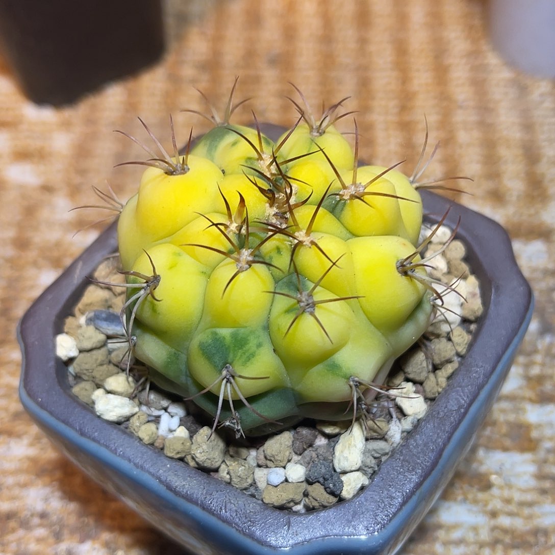实生天紫丸锦一物一拍