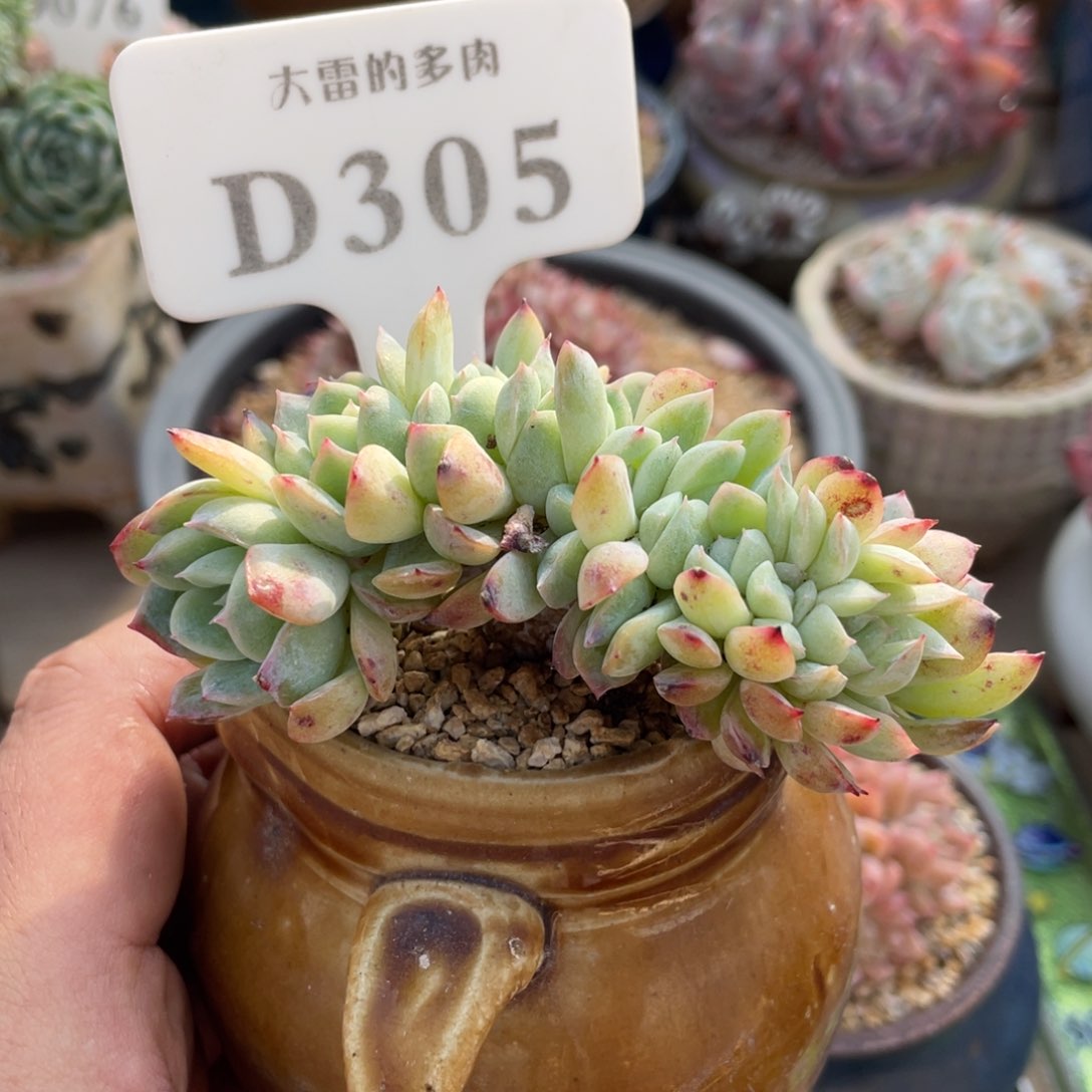 305莎莎不带盆9厘米