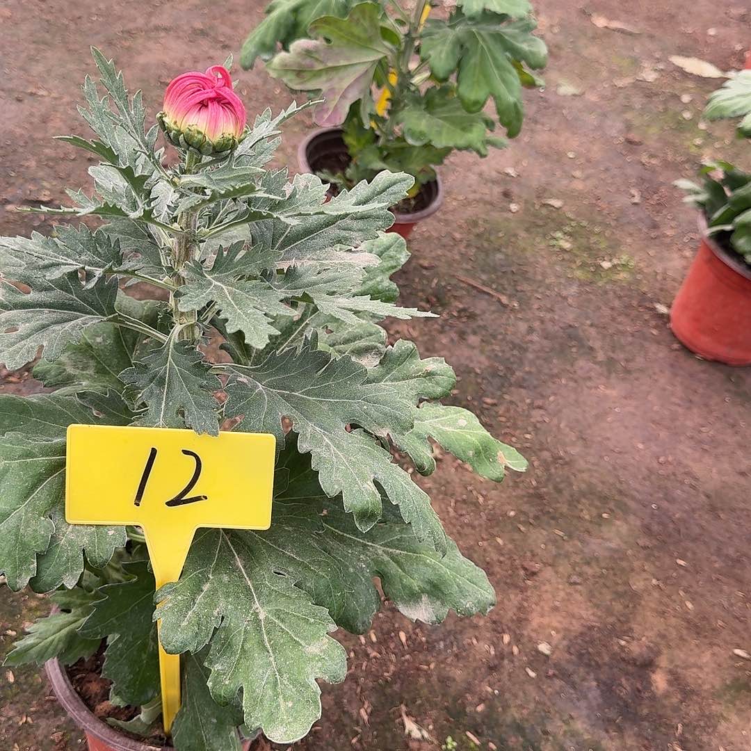 开***刻大部分花苞少量开放12香风