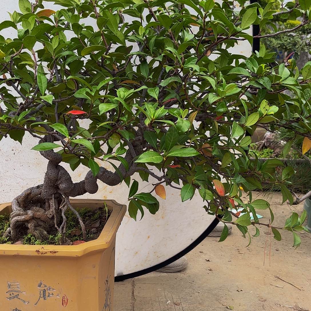完全开放风车茉莉盆景盆栽