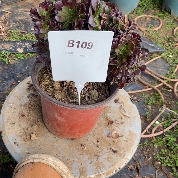 稻***香B109欧紫欧紫欧紫欧紫欧紫