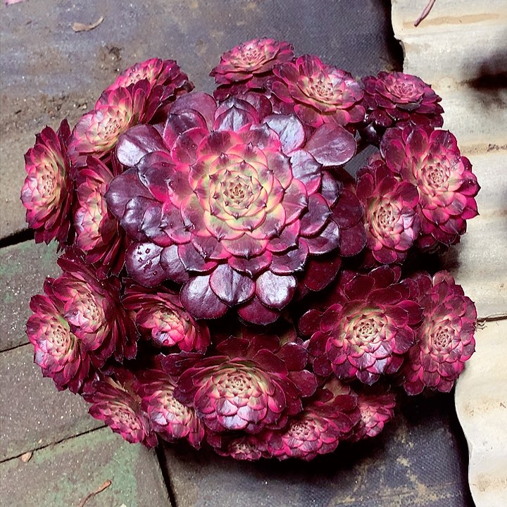 烟花的，多肉植物