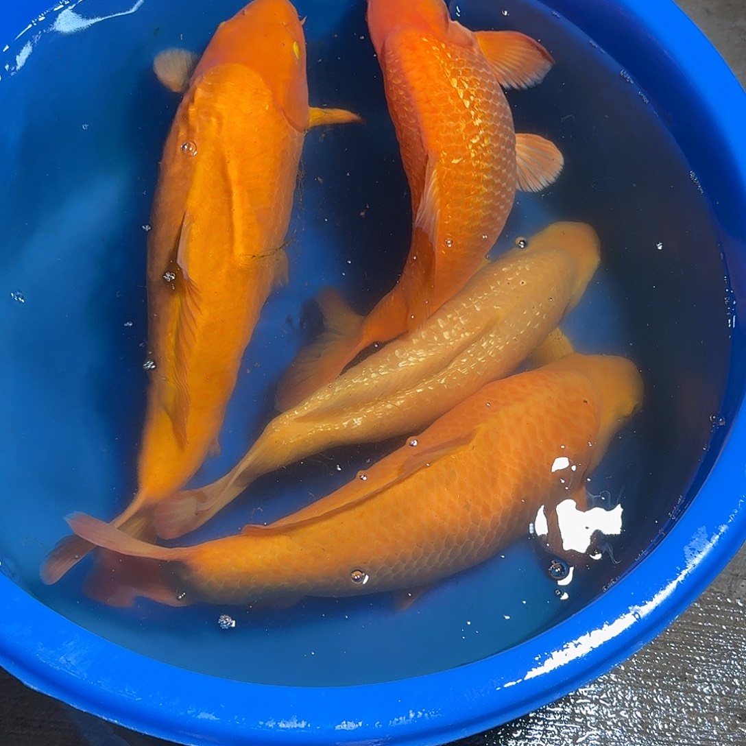 锦鲤爱屋杀手介子