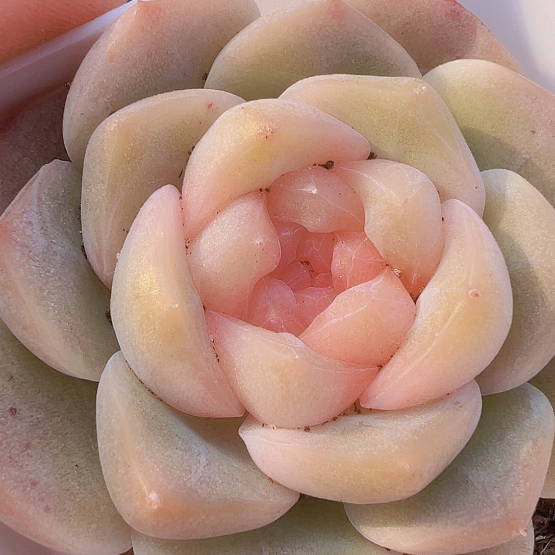 良辰19包邮多肉植物