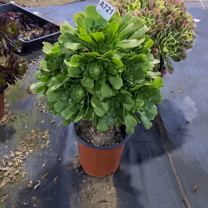 绿玫瑰多肉植物721