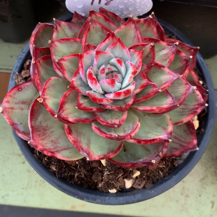 心*锦鸿仙子，一物一拍