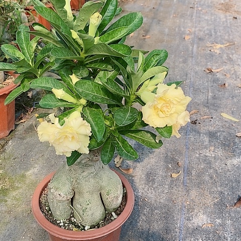 【闪购商品】无花朵蓝*