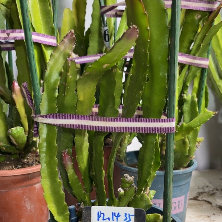 当前无花栽培后可以开花兰*大红