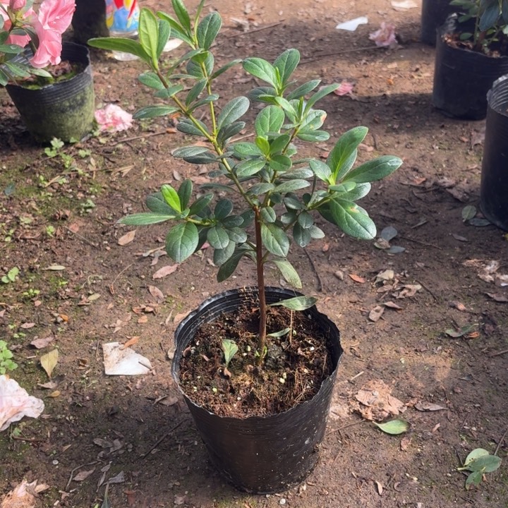 完全开放粉碧玺杜鹃花