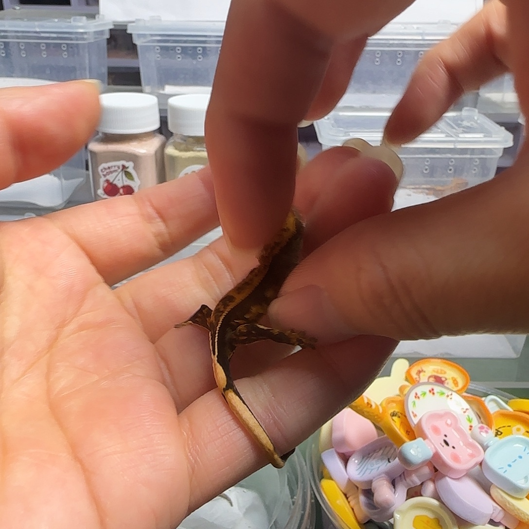 睫角守宫睫角守宫大幼