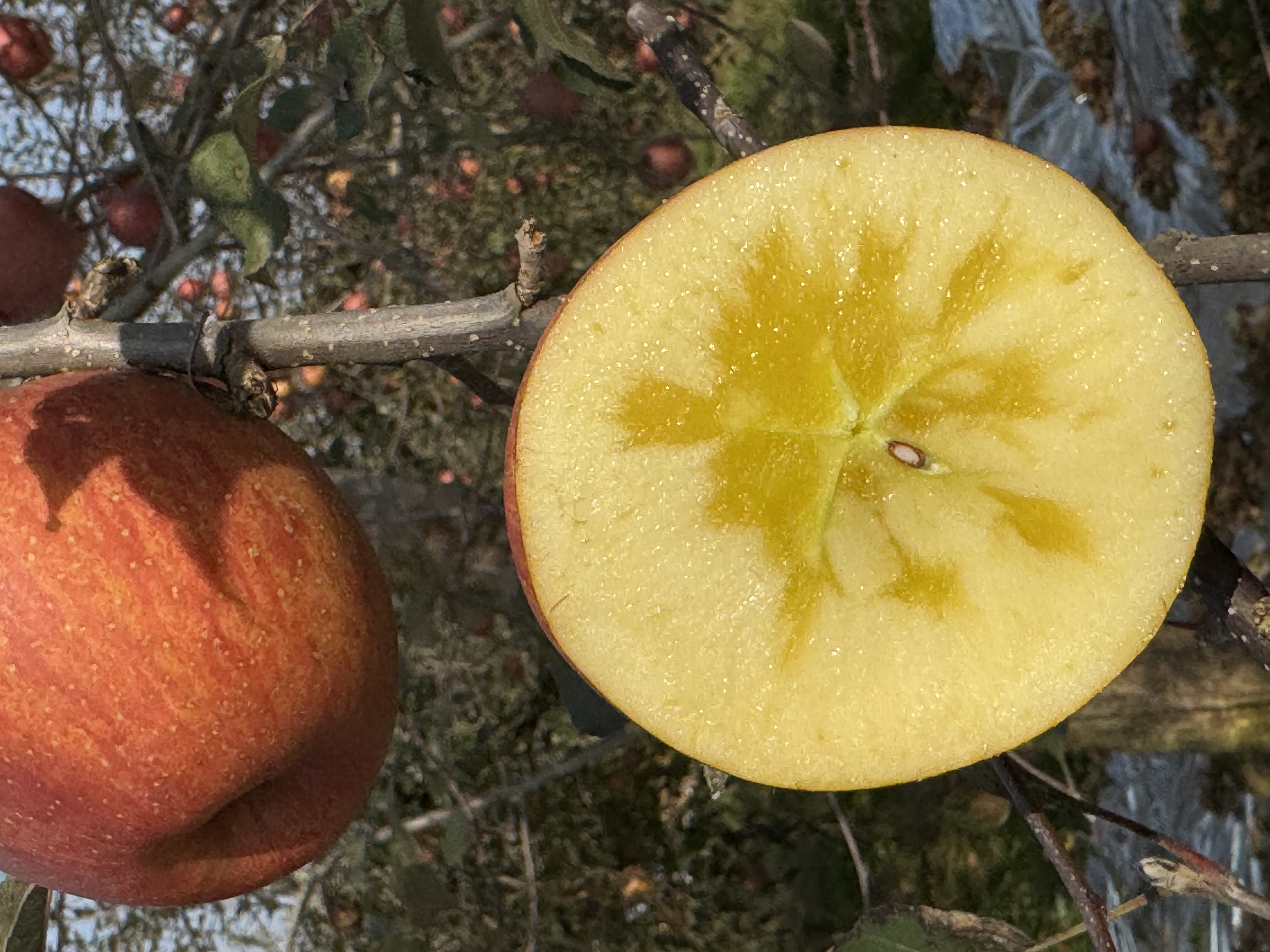 云南昭通糖心丑苹果甜蜜可口果肉细腻多汁健康水果