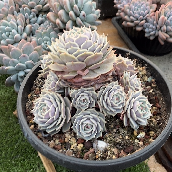 完全开放露娜莲手捧