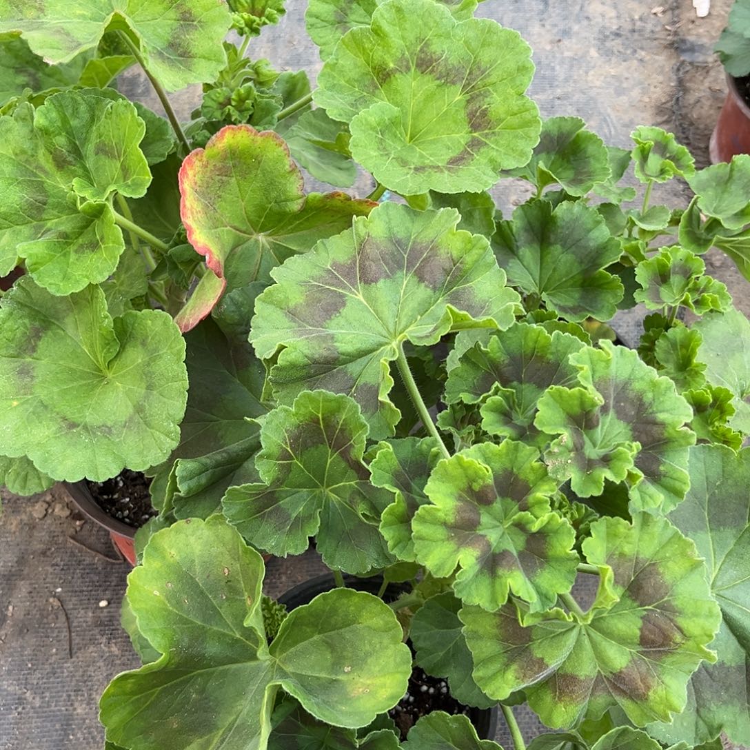 大部分花苞少量开放1421，红珊瑚，皇后
