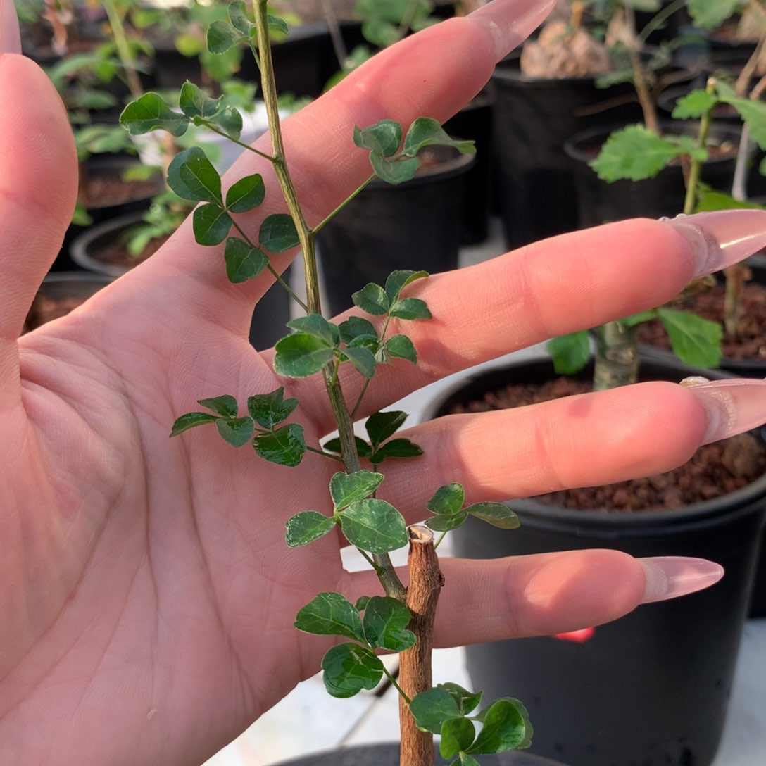 萇波叶橄榄波叶橄榄