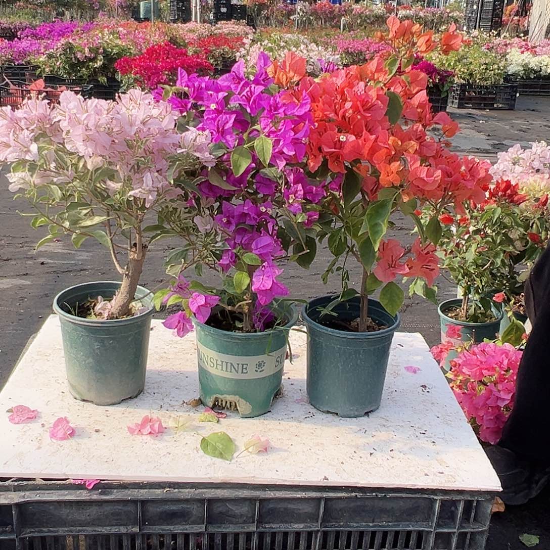 大部分花苞少量开放花叶苹果花，银边浅紫，波妹组合