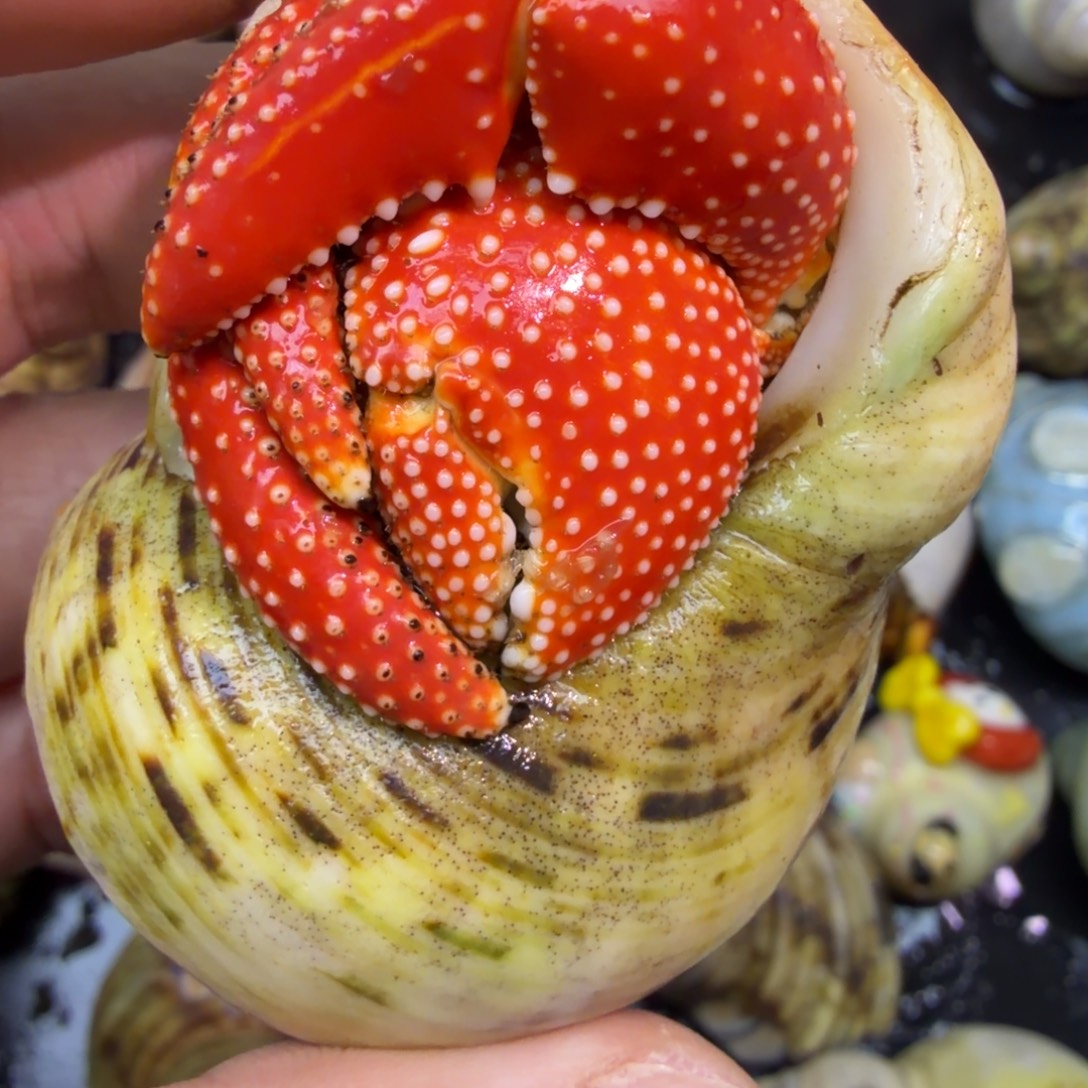 普宁老乡的全红斐济