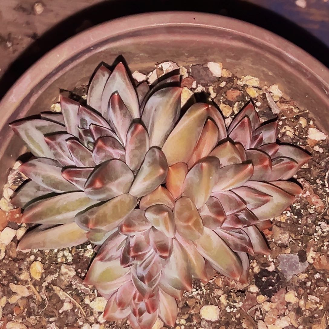 桔云多肉美人精品系列