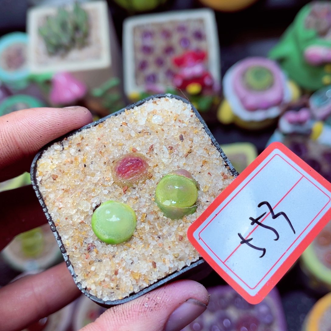 553脱土发111111111111