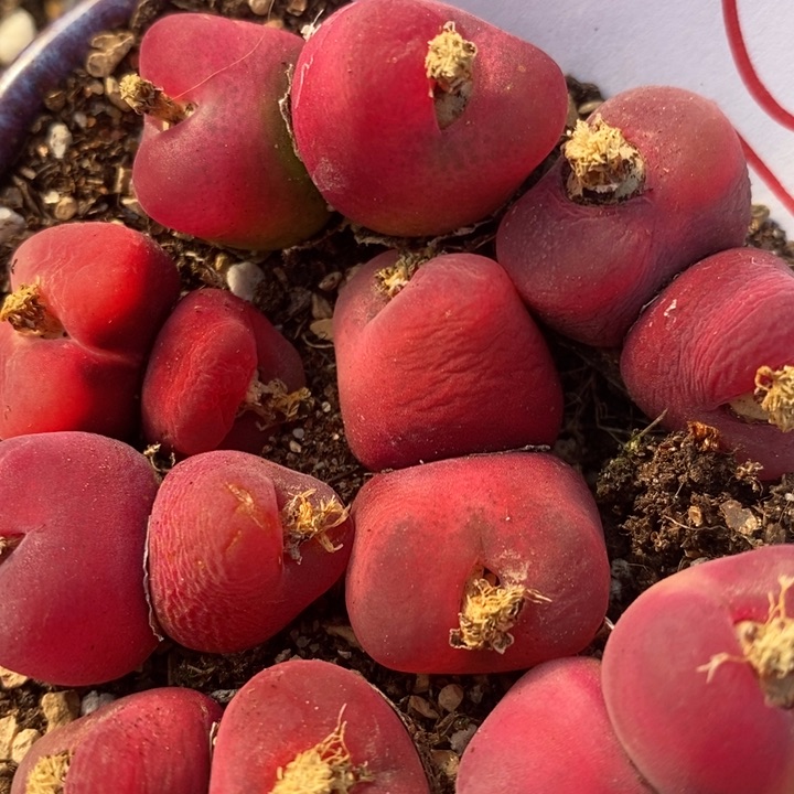 1548红丝绒双头一组