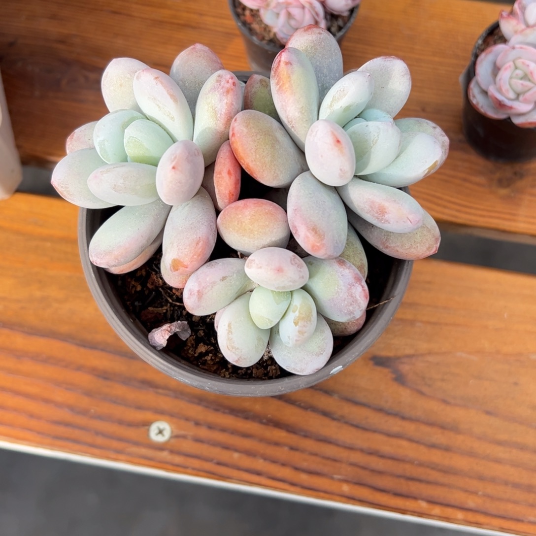 张张精品多肉烟美人