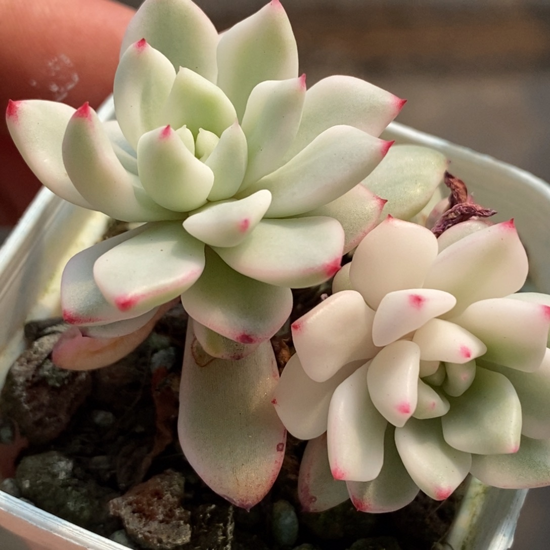 105 忘了名 小方花圃一物一拍