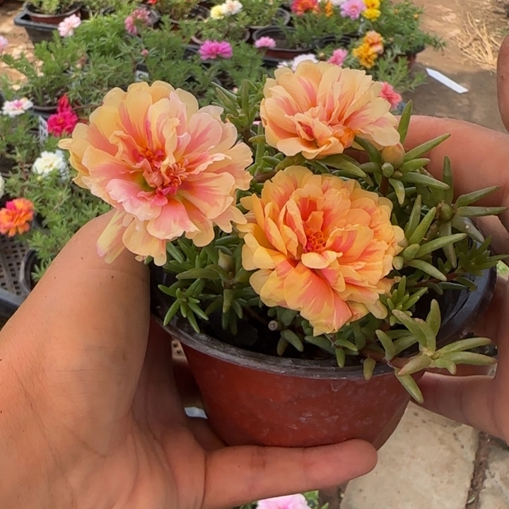 无花朵量拍橙芙蓉超小苗盆口10cm