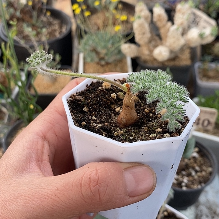 928带盆一一枯木洋葵一一