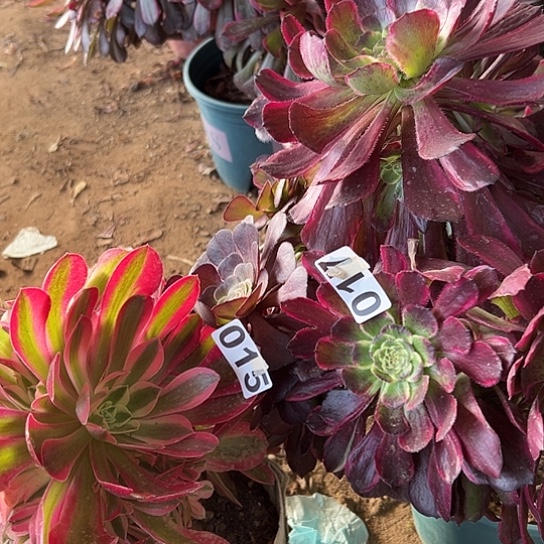 奶*多肉植物两个