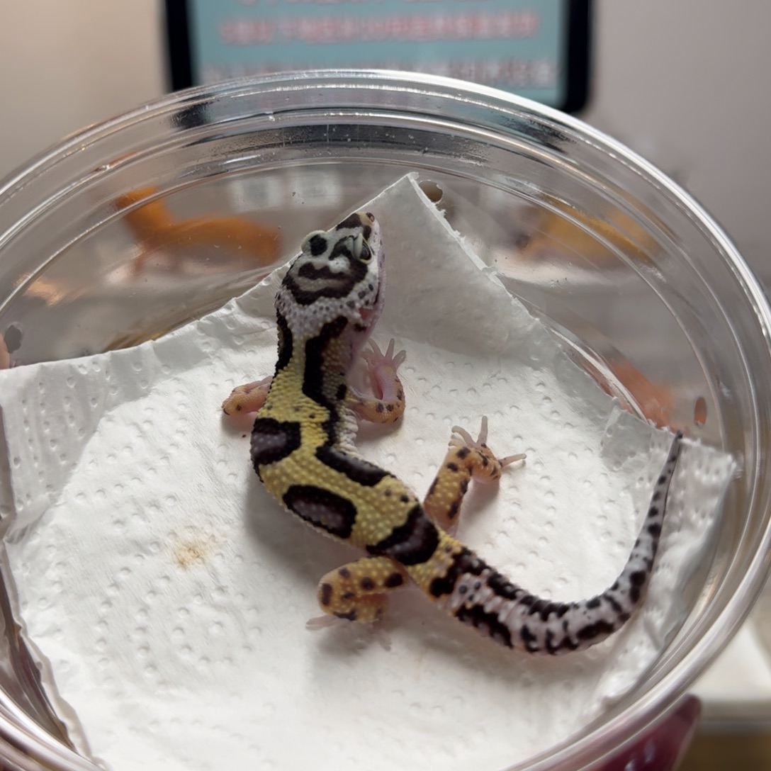 豹纹守宫土匪弟弟