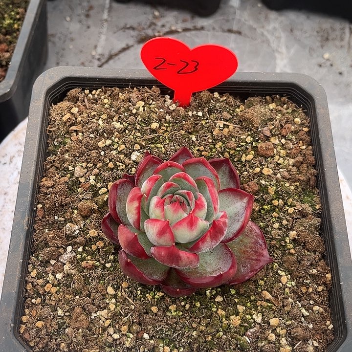 惊鸿仙子多肉植物2-23（两单包邮）