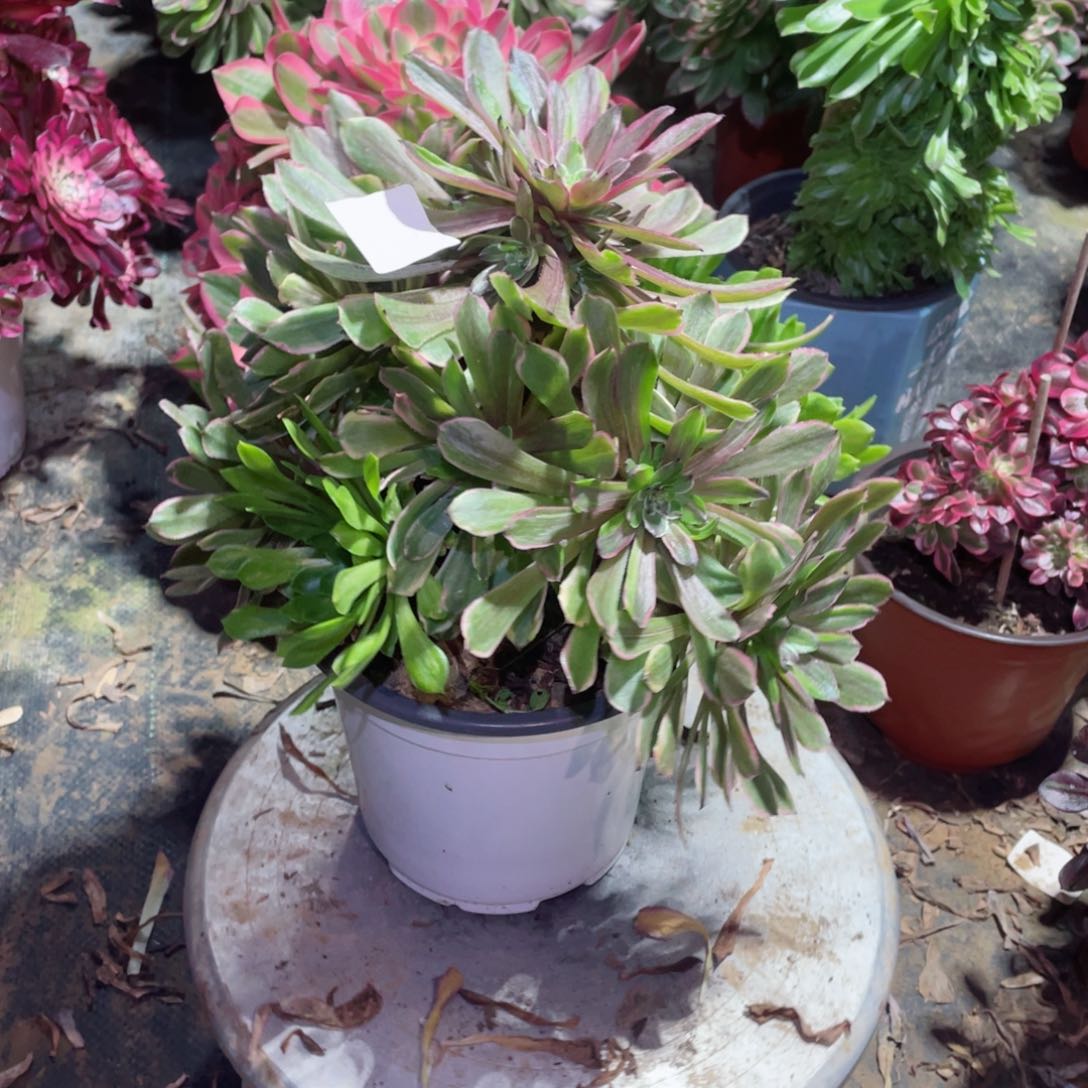 多肉植物粉黛093