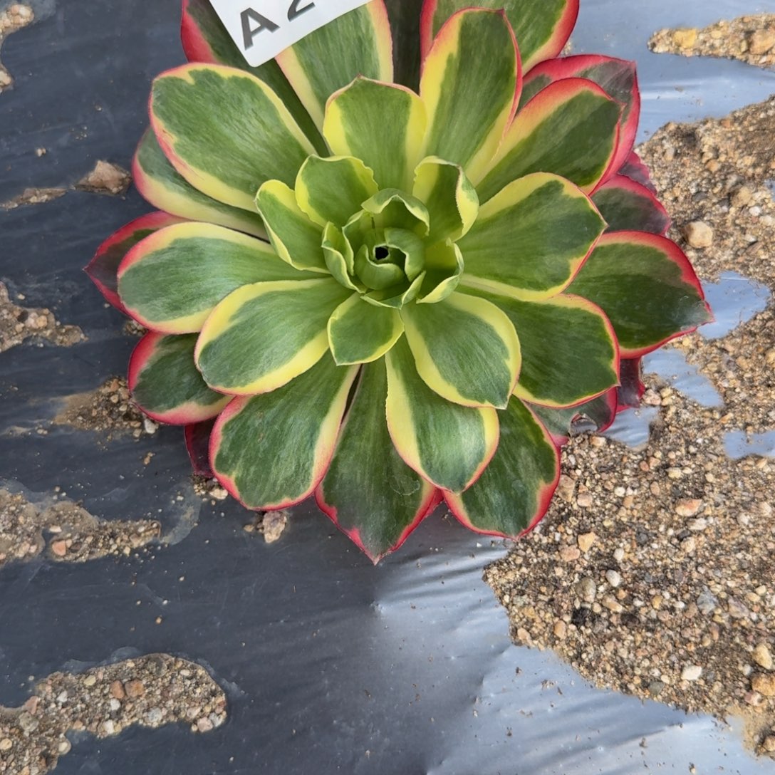 274如意 多肉植物