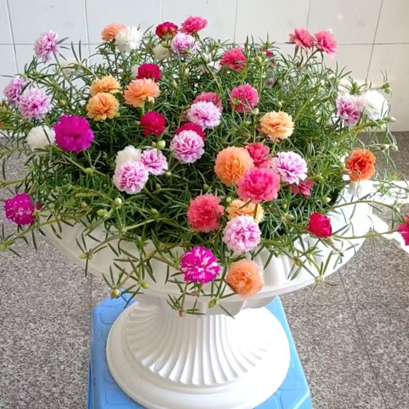 【带根带土】有的带花苞重瓣太阳花苗混色阳台庭院好养花卉宿根耐热