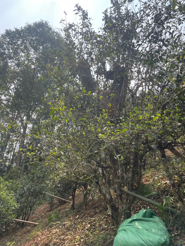 下磨烈、绿水塘核心普洱古树生茶纯料100克散茶通用茶叶