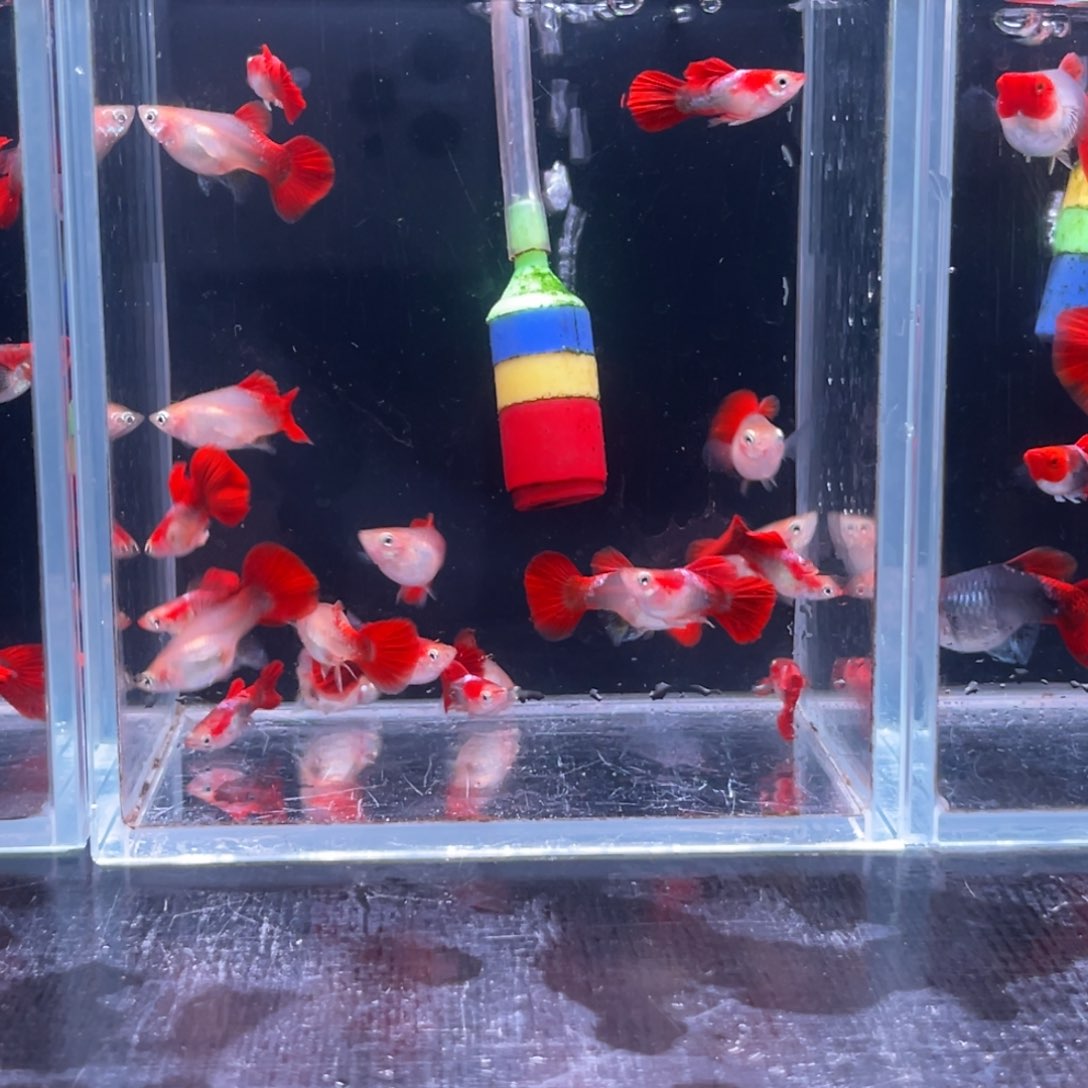 孔雀鱼福利黄豹短体5对