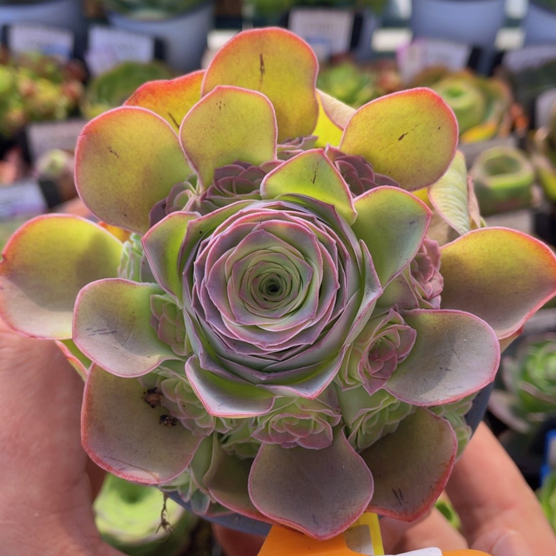 粉红舞鞋多肉福利400一物一拍