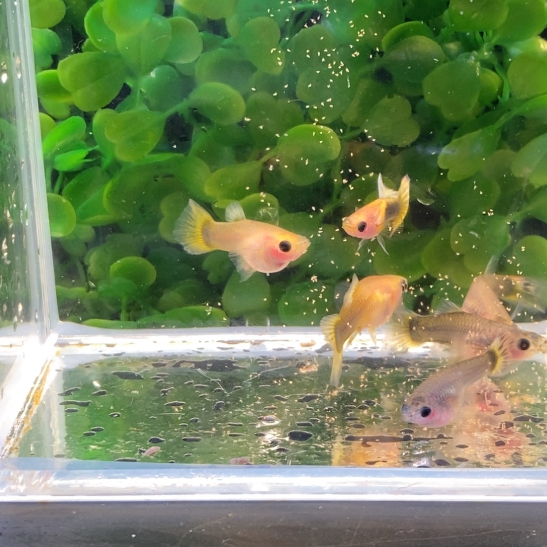 孔雀鱼黄礼服玻璃猫一公带五母