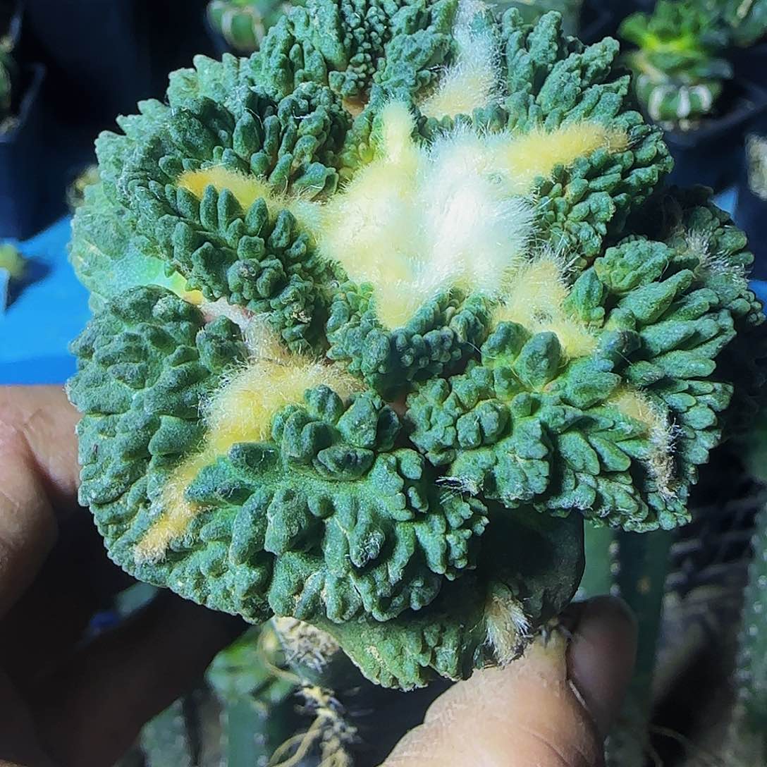 大尤哥怒323仙人球