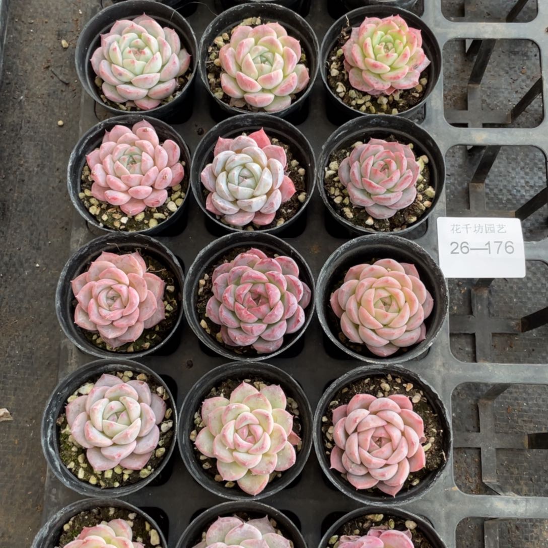 A****I一物一拍18颗26-176