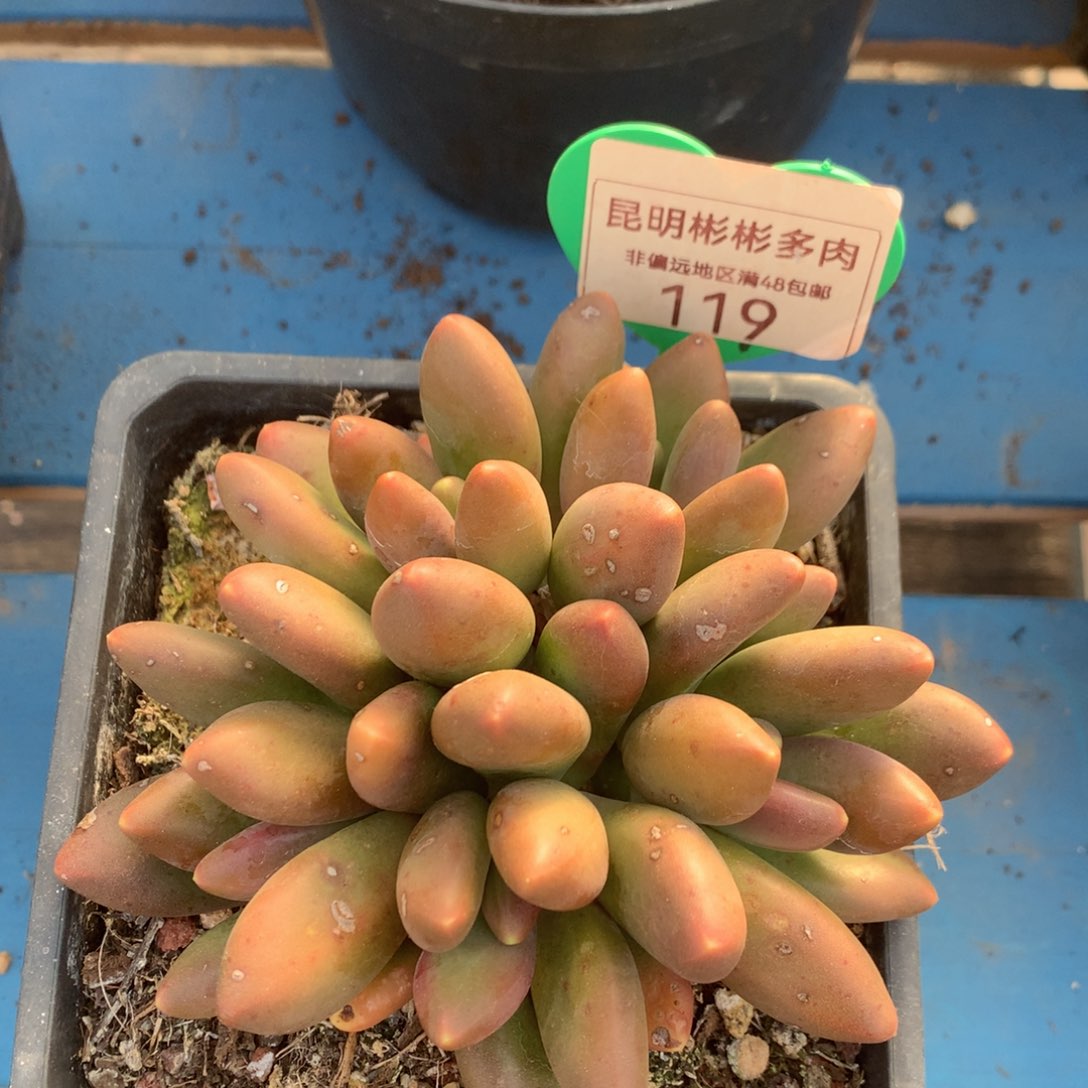 芒果奶无砍平头119