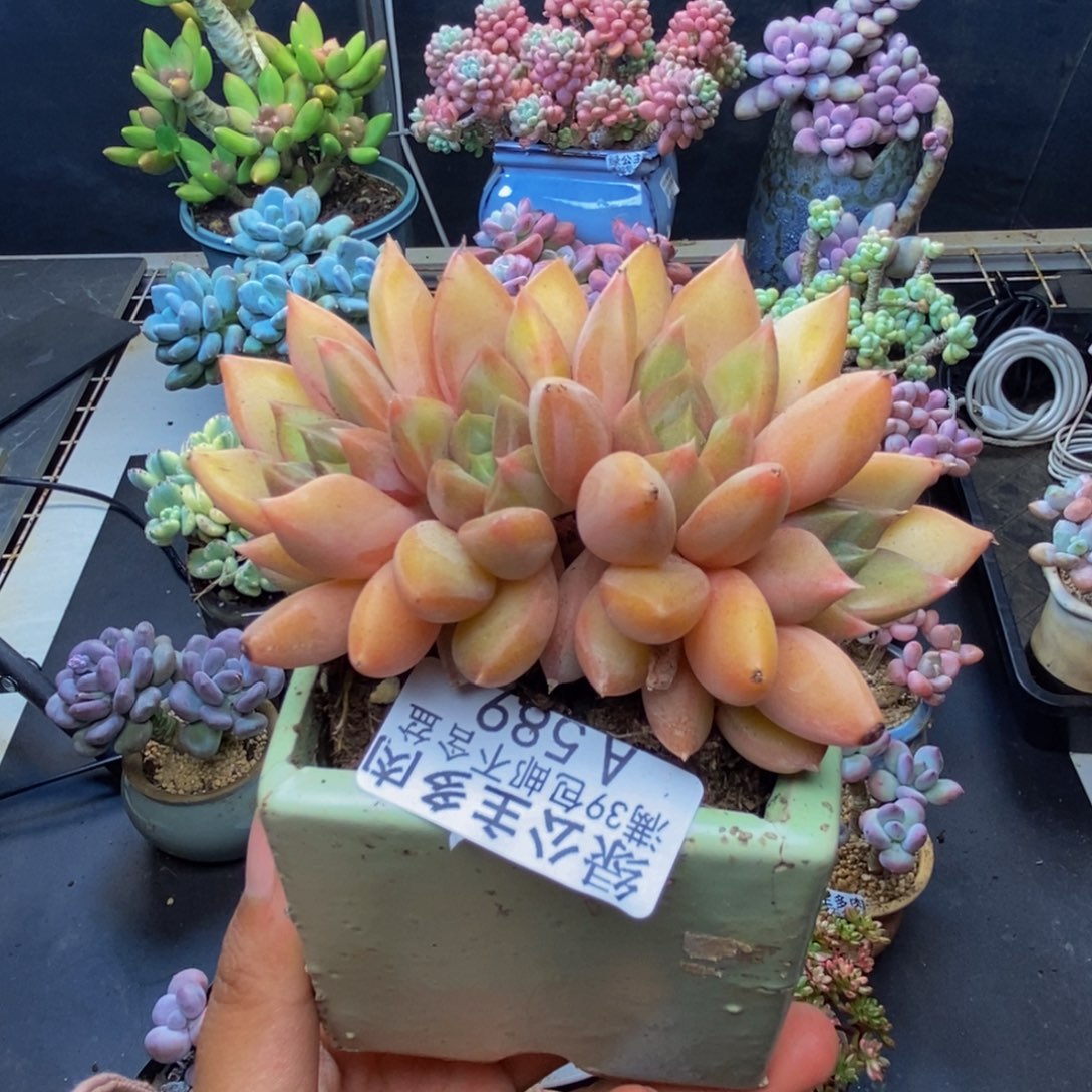 589象牙奶朵朵缀多肉8c m