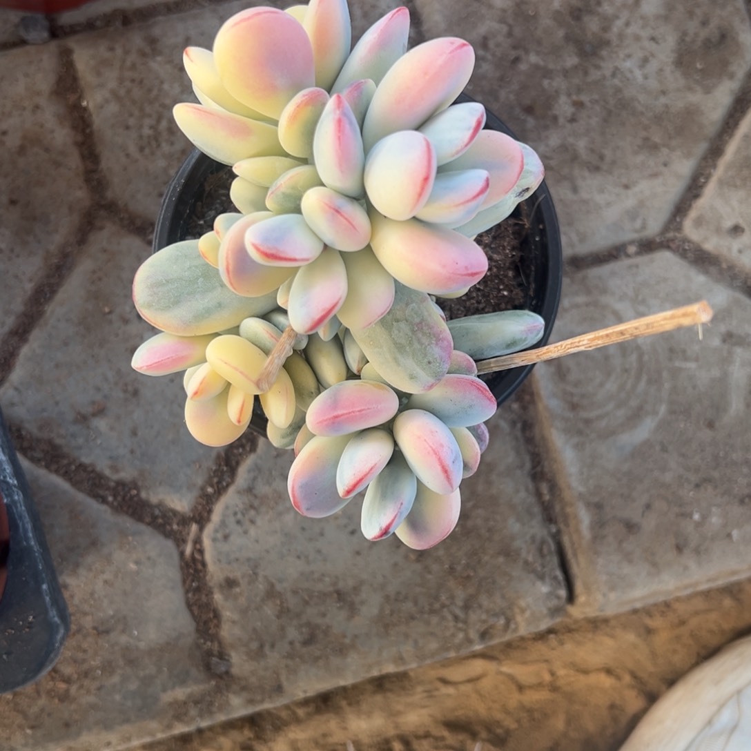 阿*の多肉乒乓福娘锦2244号