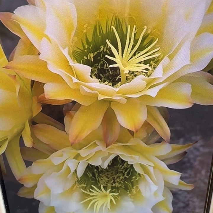 211毛六月五歪5公分左右无根侧牙，20包邮