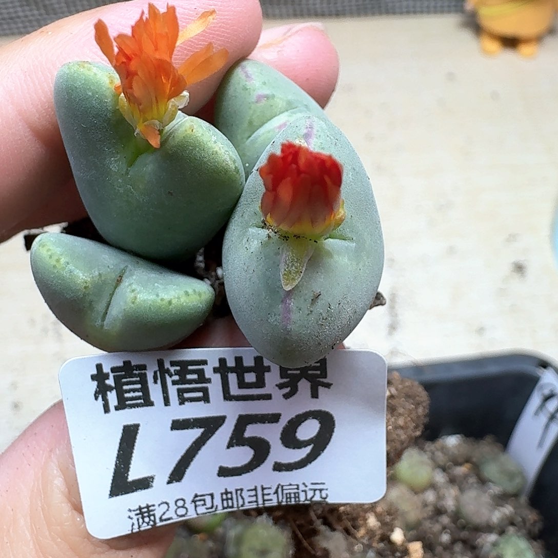 的植物的润泽的润泽ef
