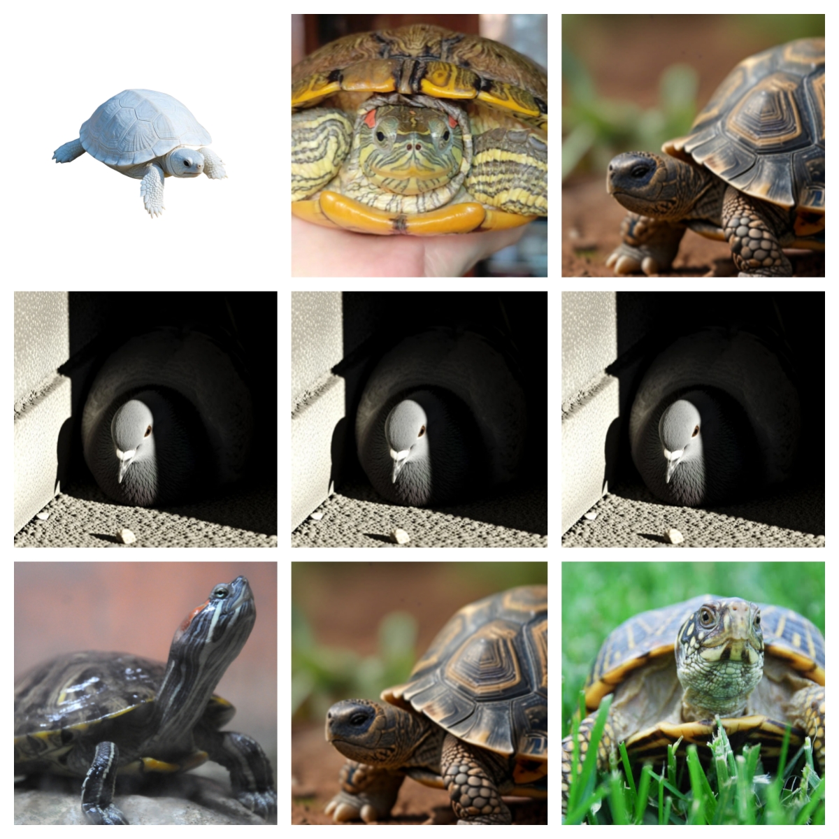 瑞盛活体宠物链接 直播间选