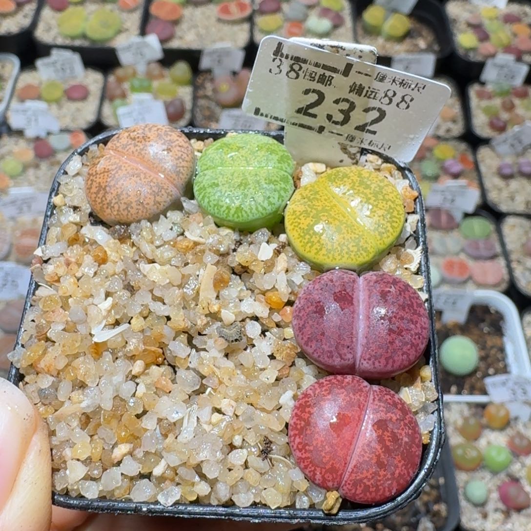 Sss生石花便宜清232